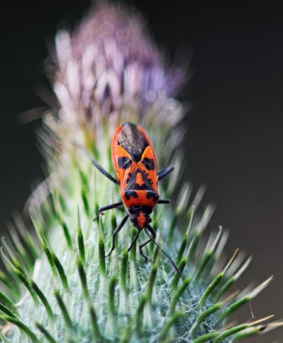 Corizus hyoscyami hyoscyami